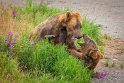 141 Katmai NP, bruine beren